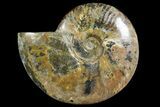 Polished Ammonite Fossil - Madagascar #166686-1